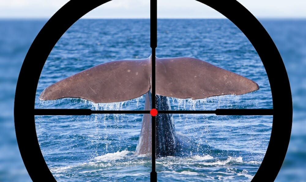A whale breaching the surface of the ocean in the sites of a harpoon.